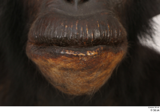Chimpanzee Bonobo mouth 0001.jpg